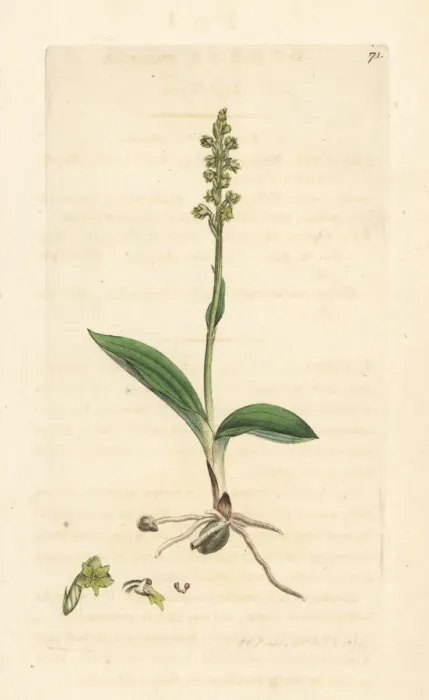 Framed Print : Musk orchid, Herminium monorchis Framed Print : Musk orchid, Herminium monorchis