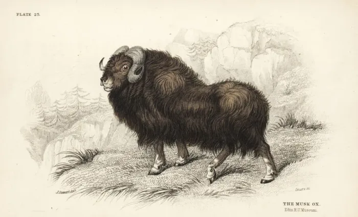 Framed Print : Musk ox or muskox, Ovibos moschatus Framed Print : Musk ox or muskox, Ovibos moschatus