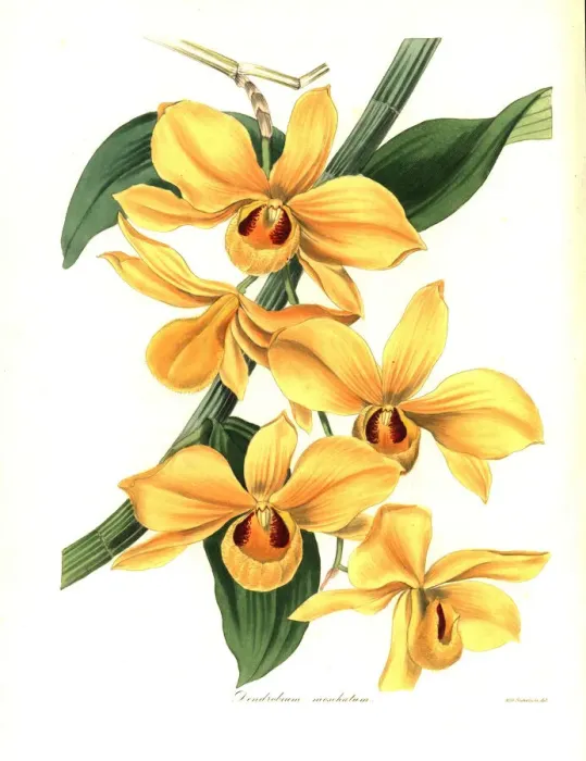Framed Print : Musk-scented dendrobium orchid, Dendrobium moschatum Framed Print : Musk-scented dendrobium orchid, Dendrobium moschatum