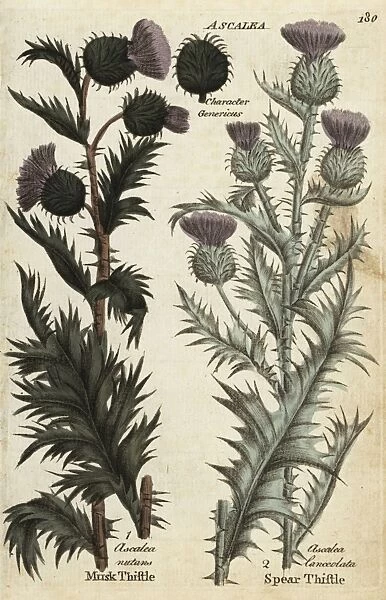 Musk thistle, Carduus nutans, and spear thistle