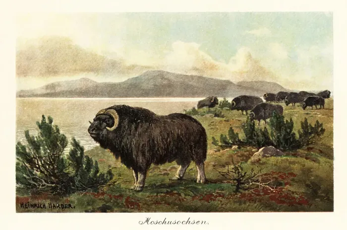Framed Print : Muskox or musk ox, Ovibos moschatus Framed Print : Muskox or musk ox, Ovibos moschatus