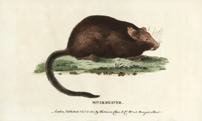 Framed Print : Muskrat, Ondatra zibethicus Framed Print : Muskrat, Ondatra zibethicus