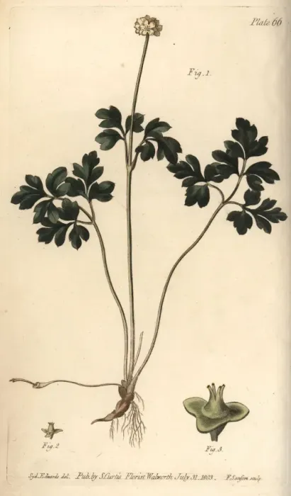 Framed Print : Muskroot, Adoxa moschatellina Framed Print : Muskroot, Adoxa moschatellina