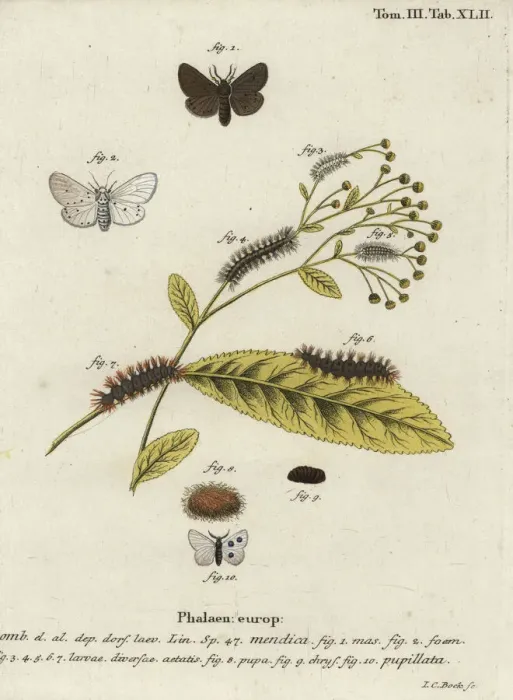 Framed Print : Muslin moth, Diaphora mendica Framed Print : Muslin moth, Diaphora mendica