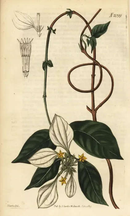 Framed Print : Mussaenda pubescens Framed Print : Mussaenda pubescens