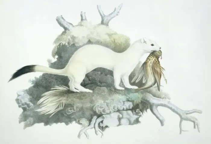 Framed Print : Mustela erminea, ermine Framed Print : Mustela erminea, ermine