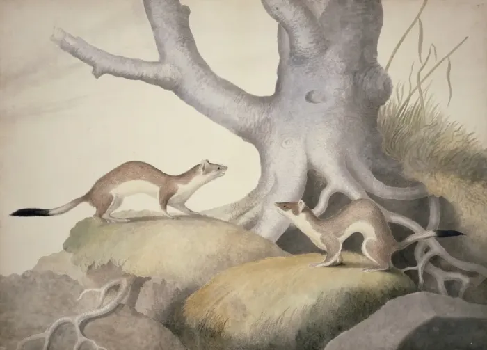 Framed Print : Mustela erminea, ermine Framed Print : Mustela erminea, ermine