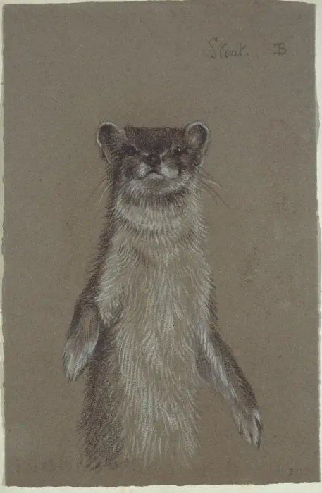 Framed Print : Mustela erminea, ermine Framed Print : Mustela erminea, ermine