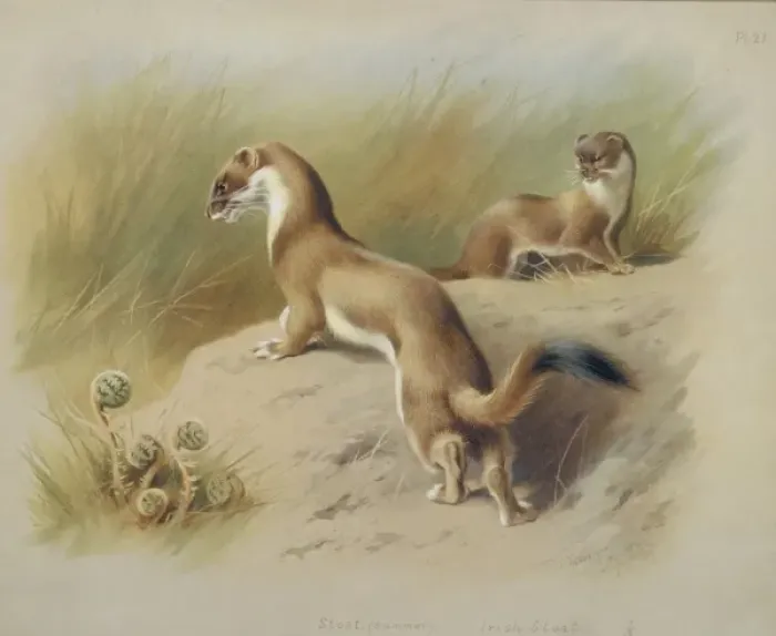 Framed Print : Mustela erminea, ermine Framed Print : Mustela erminea, ermine