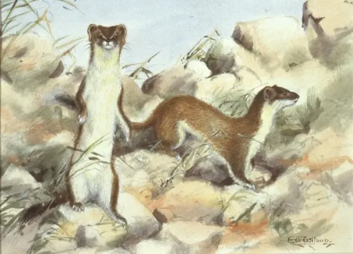 Framed Print : Mustela erminea, ermine Framed Print : Mustela erminea, ermine