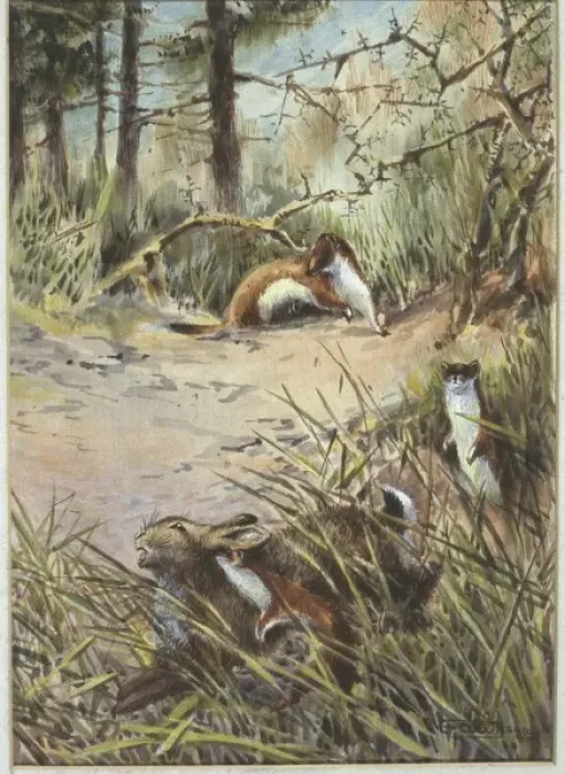 Framed Print : Mustela erminea, ermine and Oryctolagus cuniculus, European Framed Print : Mustela erminea, ermine and Oryctolagus cuniculus, European