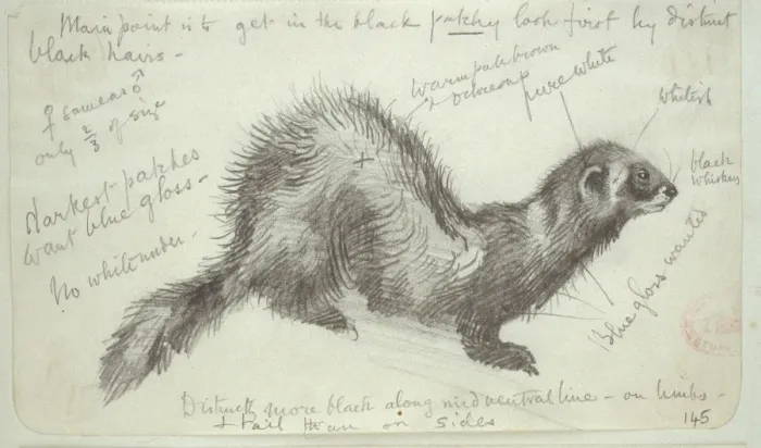 Framed Print : Mustela putorius, European polecat Framed Print : Mustela putorius, European polecat