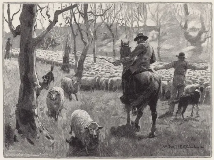 Framed Print : Mustering Sheep, Austral Framed Print : Mustering Sheep, Austral