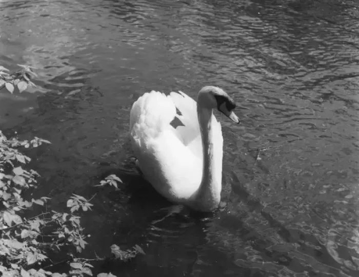 Framed Print : MUTE SWAN. Study of a swan. Date: 1960s Framed Print : MUTE SWAN. Study of a swan. Date: 1960s