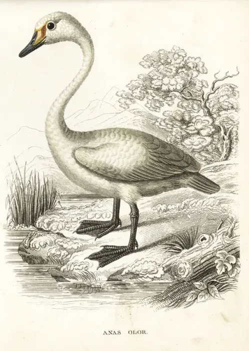 Framed Print : Mute swan, Cygnus olor Framed Print : Mute swan, Cygnus olor