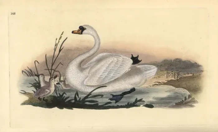 Framed Print : Mute swan, Cygnus olor, with chicks Framed Print : Mute swan, Cygnus olor, with chicks