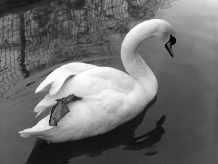 Framed Print : Mute Swan Study Framed Print : Mute Swan Study
