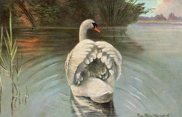 Mute Swan Swimming