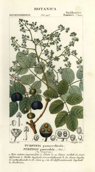 Framed Print : Muttonwood, Turpinia occidentalis Framed Print : Muttonwood, Turpinia occidentalis