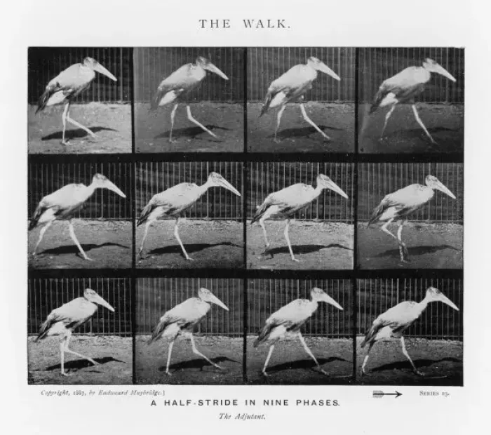 Framed Print : Muybridge - Adjutantbird