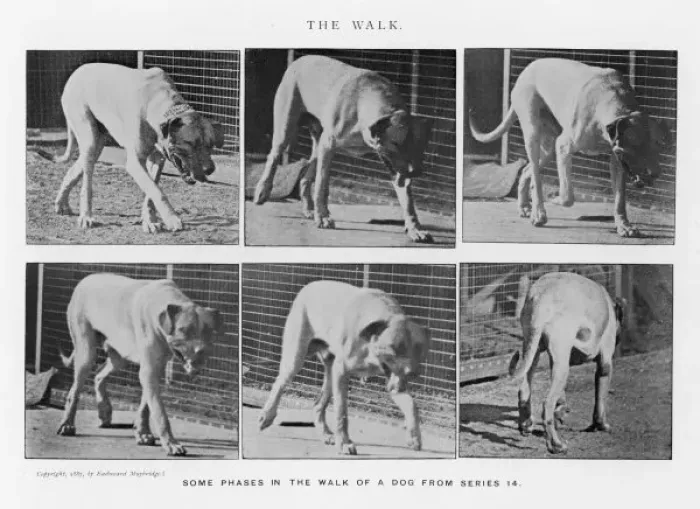 Framed Print : Muybridge - Dog Framed Print : Muybridge - Dog