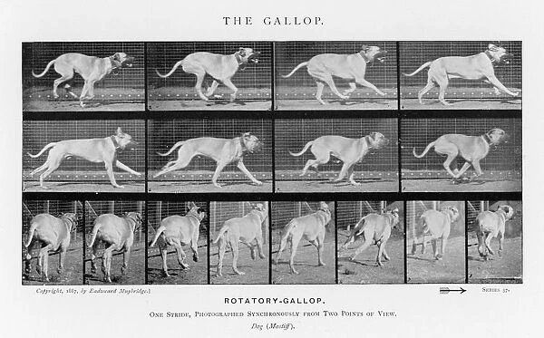 Muybridge - Dog Gallop 2