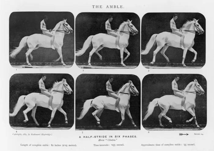 Framed Print : Muybridge - Horse Amble Framed Print : Muybridge - Horse Amble