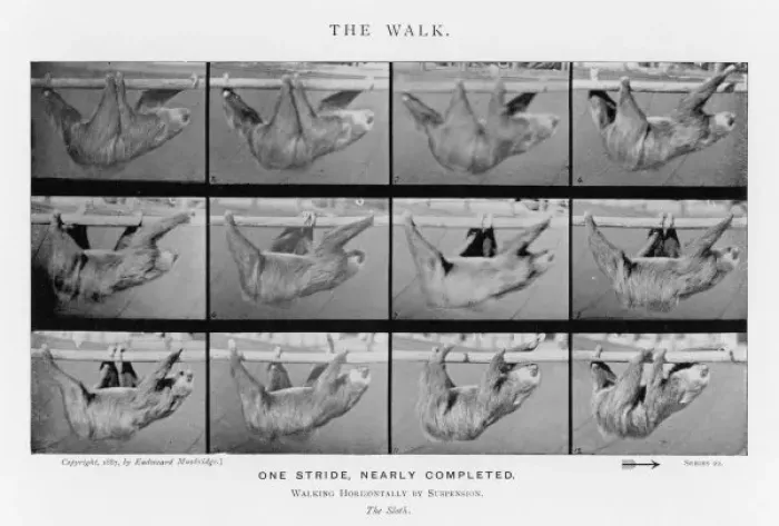 Framed Print : Muybridge - Sloth Framed Print : Muybridge - Sloth
