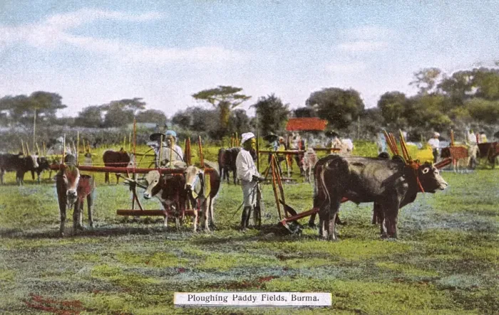 Framed Print : Myanmar - Ploughing Paddy Fields with teams of Oxen Framed Print : Myanmar - Ploughing Paddy Fields with teams of Oxen