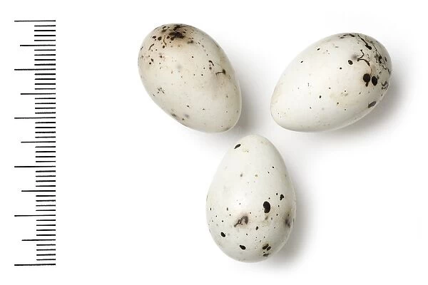 Mycerobas carnipes, white-winged grosbeak eggs