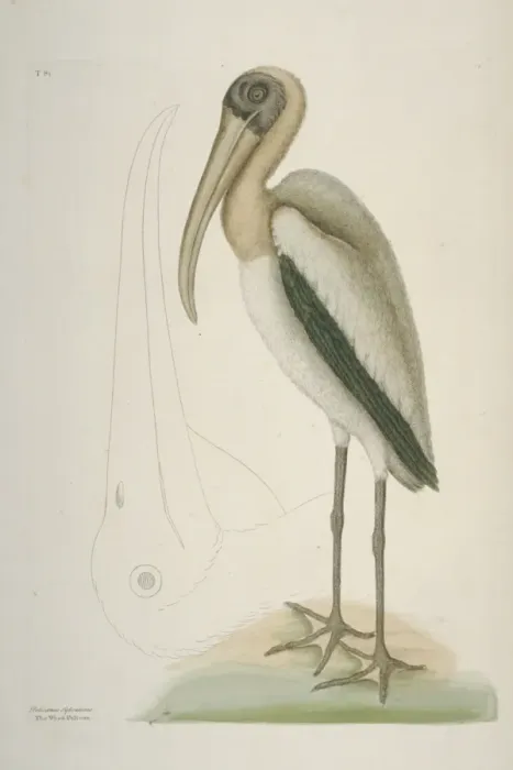 Framed Print : Mycteria americana, wood stork Framed Print : Mycteria americana, wood stork