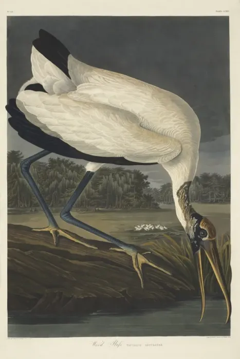 Framed Print : Mycteria americana, wood stork Framed Print : Mycteria americana, wood stork