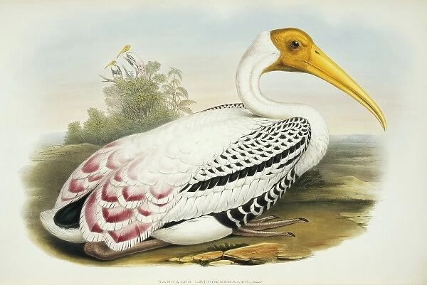 Mycteria leucocephala, painted stork