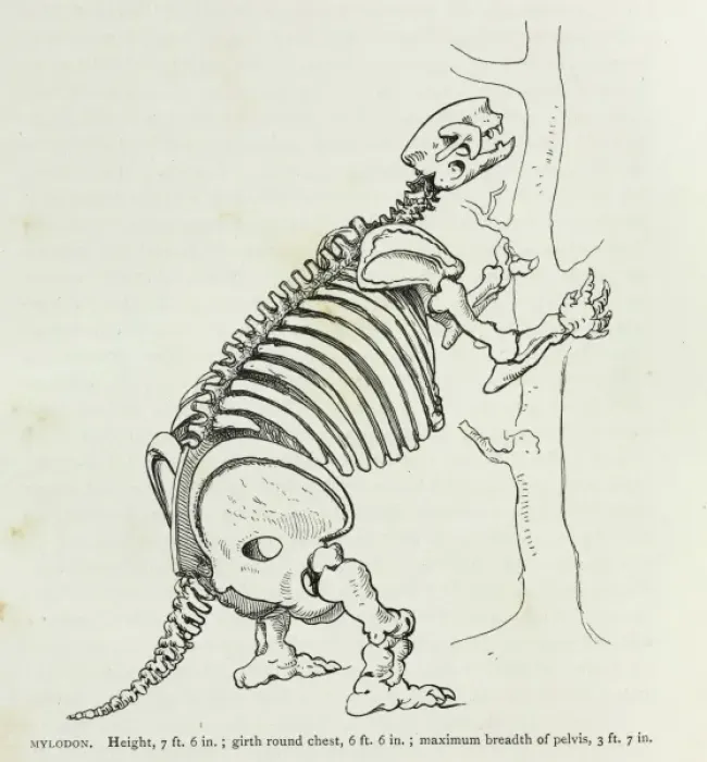 Framed Print : Mylodon. Illustration (p.140) from Charles Darwins Journal of Researches Framed Print : Mylodon. Illustration (p.140) from Charles Darwins Journal of Researches