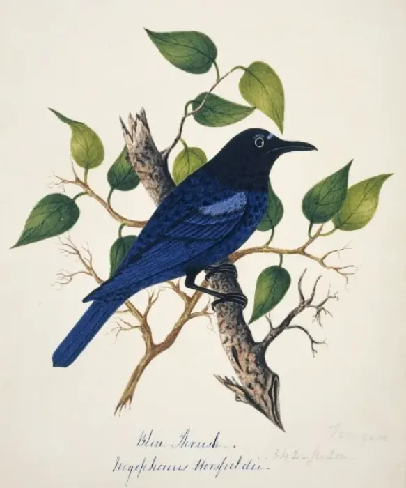Framed Print : Myophonus horsfieldii, Malabar whistling thrush Framed Print : Myophonus horsfieldii, Malabar whistling thrush