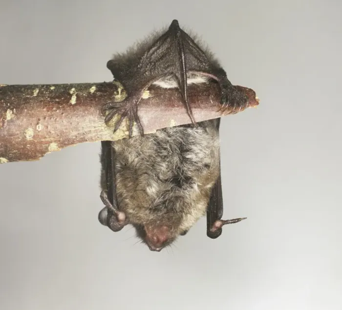 Framed Print : Myotis daubentonii, Daubentons bat Framed Print : Myotis daubentonii, Daubentons bat