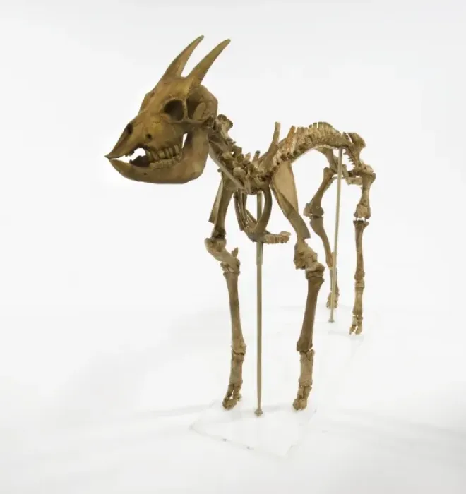 Framed Print : Myotragus. This animal which lived around 6000 years ago was from the antelope group Framed Print : Myotragus. This animal which lived around 6000 years ago was from the antelope group