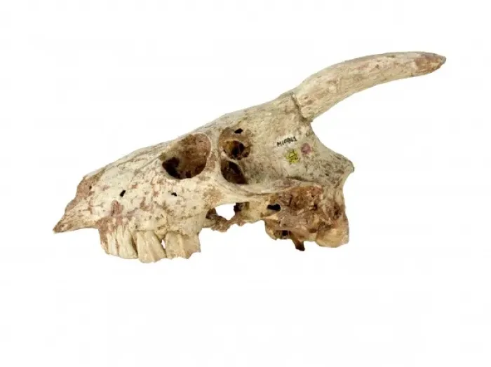 Framed Print : Myotragus. The skull of the extinct mammal Myotragus Framed Print : Myotragus. The skull of the extinct mammal Myotragus