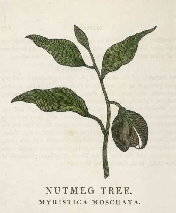 Framed Print : MYRISTICA FRAGRANS