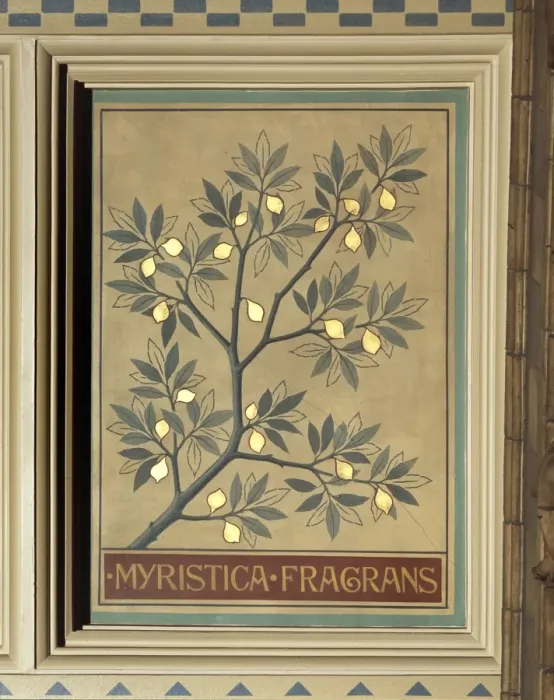 Framed Print : Myristica fragrans, nutmeg tree Framed Print : Myristica fragrans, nutmeg tree