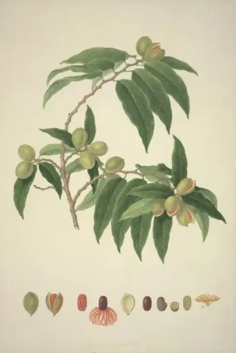 Framed Print : Myristica insipida, nutmeg Framed Print : Myristica insipida, nutmeg