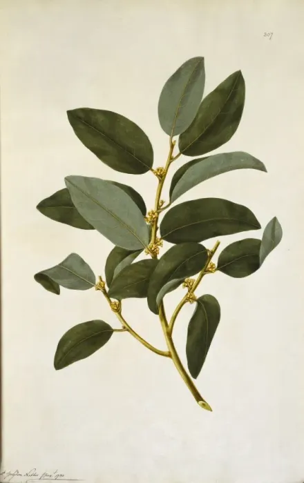 Framed Print : Myristica insipida, nutmeg Framed Print : Myristica insipida, nutmeg