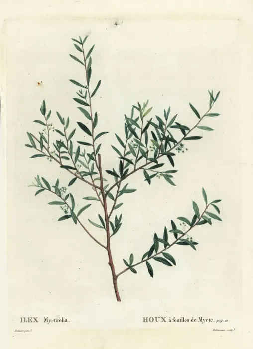 Framed Print : Myrtle holly or myrtle dahoon, Ilex myrtifolia Framed Print : Myrtle holly or myrtle dahoon, Ilex myrtifolia