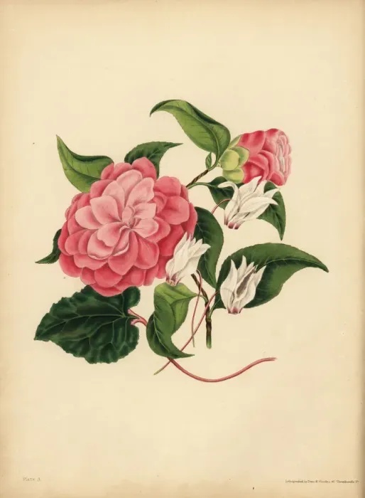 Framed Print : The myrtle-leaved Camellia or Japan Rose Framed Print : The myrtle-leaved Camellia or Japan Rose