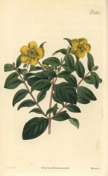 Framed Print : Myrtle-leaved St. Johns wort, Hypericum uralum Framed Print : Myrtle-leaved St. Johns wort, Hypericum uralum