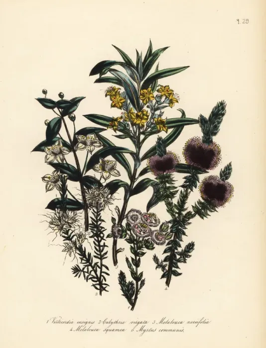 Framed Print : Myrtle and Melaleuca species Framed Print : Myrtle and Melaleuca species