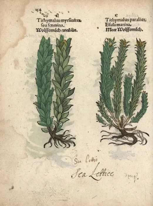 Framed Print : Myrtle spurge, Euphorbia myrsinites, and sea Framed Print : Myrtle spurge, Euphorbia myrsinites, and sea