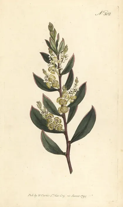 Framed Print : Myrtle wattle, Acacia myrtifolia Framed Print : Myrtle wattle, Acacia myrtifolia