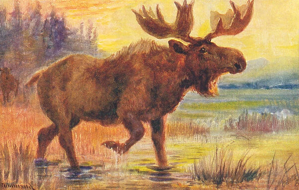 Moose. Buffalo from a postcard series entitled In the Rocky Mountains