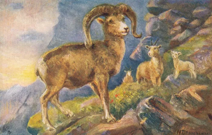 Framed Print : Sheep. Buffalo from a postcard series entitled In the Rocky Mountains Framed Print : Sheep. Buffalo from a postcard series entitled In the Rocky Mountains